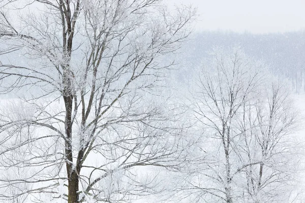 Vinterlandskap Frostat Träd Fallande Snö Fort Custer State Park Michigan — Stockfoto