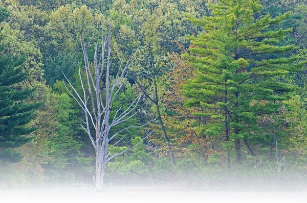 Bahar Peyzaj Sis Yankee Hall Göl Kıyısındaki State Park Michigan — Stok fotoğraf