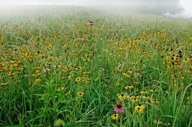 Landscape of a wildflower meadow of black-eyed susans inlight fog, Michigan, USA clipart