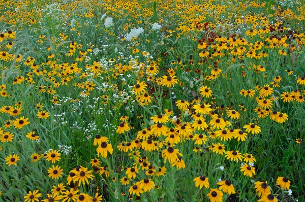 黒目のスザンナとアン女王のレースの野の花の牧草地の風景 ミシガン州 アメリカ — ストック写真