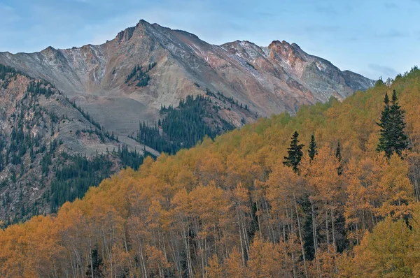 Landscape Dawn Aspens Conifers Elk Mountains Autumn Castle Creek Road — Stock Photo, Image