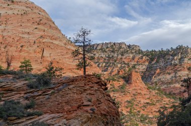 Dağlardan, çamlardan ve uçurumlardan oluşan Rocky manzarası, Zion Ulusal Parkı, Utah, Usa