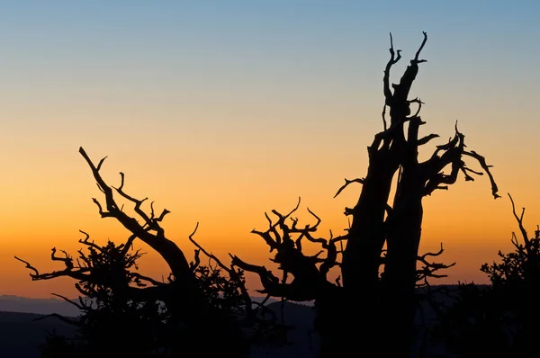 Silhouettes Bristlecone Pini Crepuscolo Cedar Breaks National Monument Utah Usa — Foto Stock