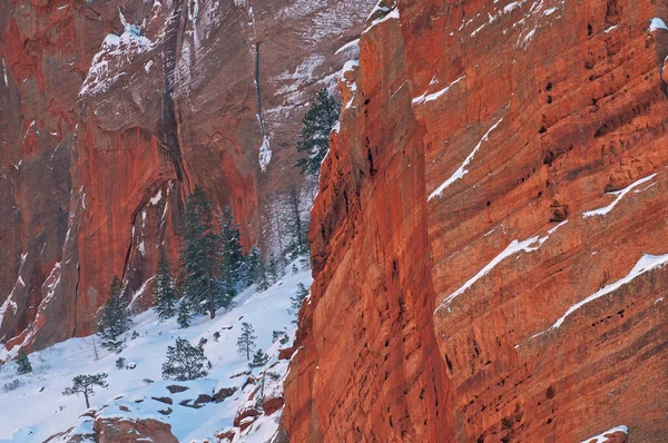 Winter Landscape Cliff Snow Flocked Conifers Kolob Canyons Zion National — Stock Photo, Image