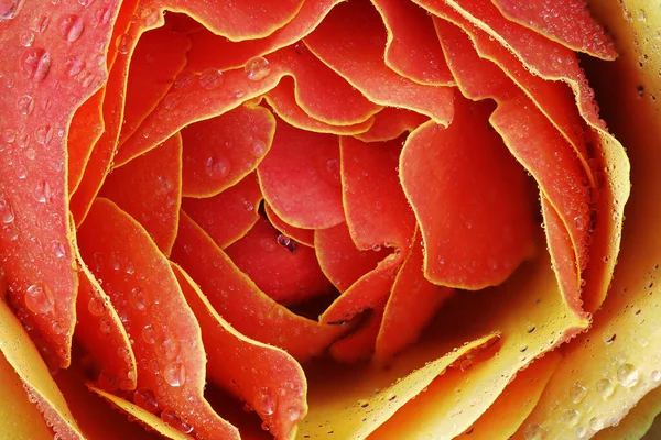 Primer Plano Una Rosa Roja Con Gotas Lluvia Que Revelan —  Fotos de Stock