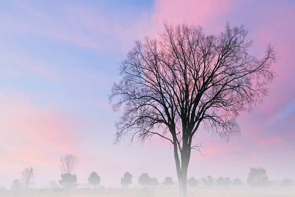 Paysage Aube Des Arbres Nus Dans Brouillard Prairie Herbes Hautes — Photo