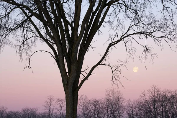 Paesaggio Invernale Alberi Spogli Luna Piena All Alba Fort Custer — Foto Stock