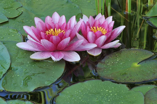 Close Two Pink Water Lilies Reflections Calm Water Framed Lily — Stock Photo, Image