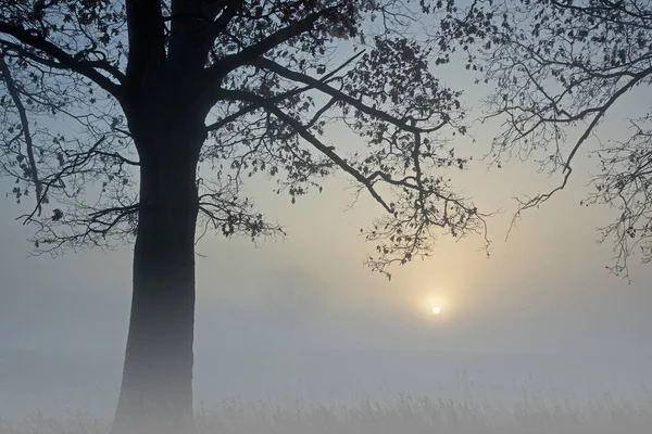 Paysage Arbres Hiver Nus Lever Soleil Dans Paysage Rural Brumeux — Photo