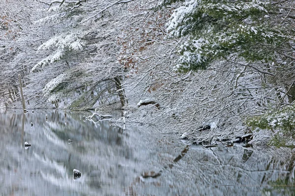 Schnee Beflockten Bäumen Ufer Des Hallenser Sees Mit Spiegelungen Ruhigem — Stockfoto