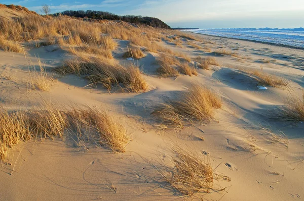 Paysage Hivernal Herbes Plage Rivage Glacé Lac Michigan Saugatuck Dunes — Photo