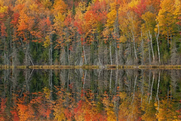 Őszi Táj Cserkész Tükrözött Tükröződik Nyugodt Vízben Hiawatha Nemzeti Erdő — Stock Fotó