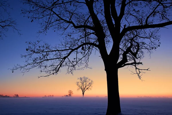 Пейзаж Голых Зимних Деревьев Рассвете Туманном Сельском Пейзаже Мичиган Сша — стоковое фото