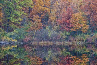Autumn shoreline of Whitford Lake with mirrored reflections in calm water, Fort Custer State Park, Michigan, USA