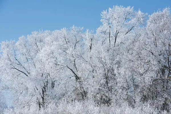 Χειμερινό Τοπίο Των Παγωμένων Δέντρων Ένα Αγροτικό Περιβάλλον Michigan Ηπα — Φωτογραφία Αρχείου