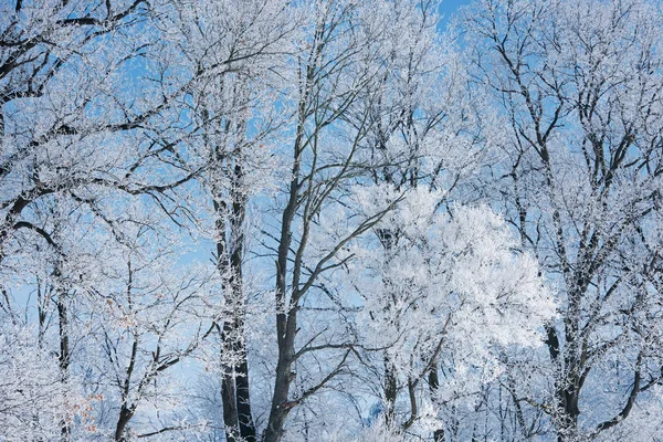 Winter Landschap Van Bevroren Bomen Een Landelijke Omgeving Michigan Verenigde — Stockfoto