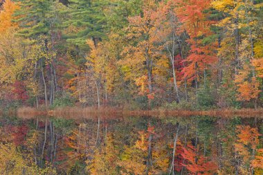 Autumn landscape of Long Lake with mirrored reflections in calm water, Yankee Springs State Park, Michigan, USA