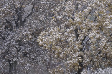 Karla kaplı sonbahar manzarası, Yankee Springs Eyalet Parkı, Michigan, Usa
