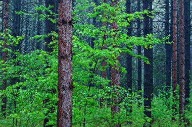Spring landscape of pine forest with maple, Yankee Springs State Park, Michigan, USA