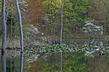 Spring landscape of the shoreline of Hall Lake in fog with, Yankee Springs State Park, Michigan, USA