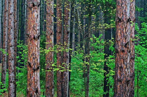 Tavaszi Táj Fenyőerdő Juhar Yankee Springs State Park Michigan Usa — Stock Fotó