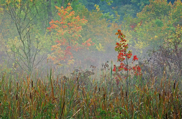 Foggy Autumn Landscape Autumn Marsh Michigan Usa — Stock Photo, Image