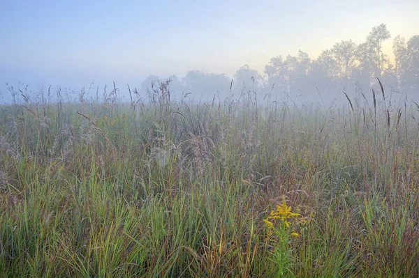 Landscape Dawn Tall Grass Prairie Goldenrod Dew Covered Spiderweb Michigan — Stock Photo, Image