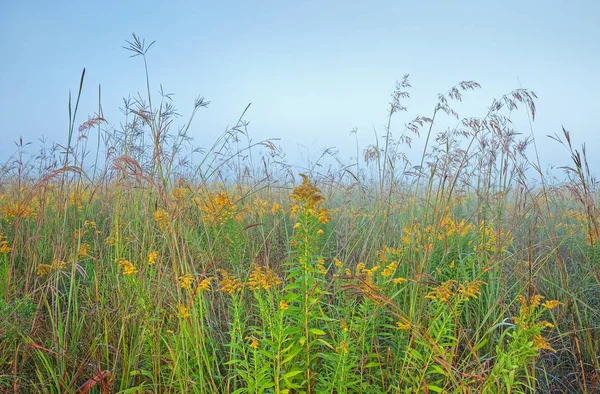 Τοπίο Στην Αυγή Του Ψηλού Λιβαδιού Γρασίδι Goldenrod Michigan Usa — Φωτογραφία Αρχείου