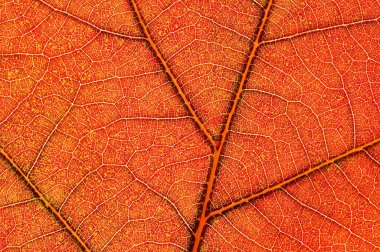 Close-up of an autumn, backlit white oak leaf showing its intricate details and patterns