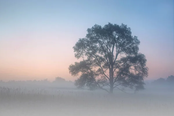 Foggy Summer Landscape Grasses Isolated Tree Sunrise Sabo Meadow Michigan — Stock Photo, Image