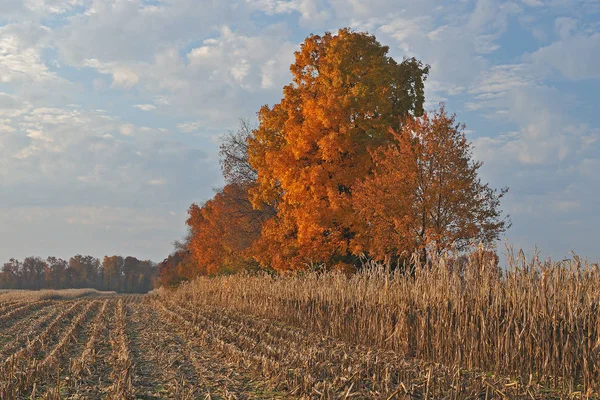 Autumn Landscape Maples Partially Harvested Corn Field Michigan Usa — Stock Photo, Image