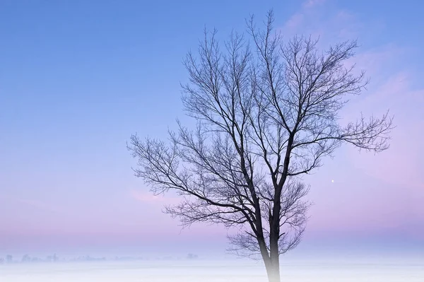 Paisagem Nebulosa Inverno Alvorecer Árvores Nuas Lua Cheia Ambiente Rural — Fotografia de Stock