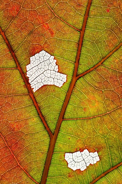 Close Van Een Herfst Verlicht Wit Eiken Blad Met Zijn — Stockfoto