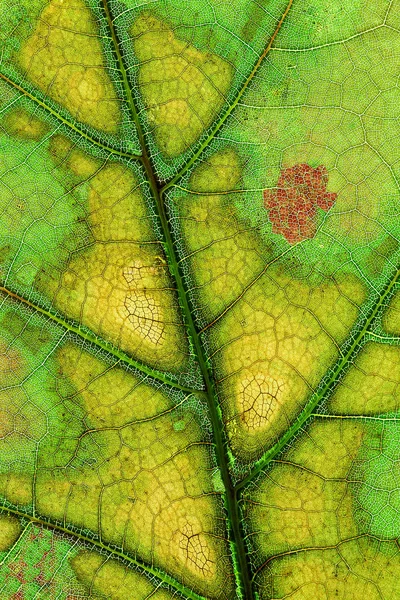 Close Autumn Backlit White Oak Leaf Showing Its Intricate Details — Stock Photo, Image