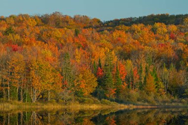 Orman Gölü 'nün sonbahar manzarası sakin sularda yansıyan yansımalarla, Hiawatha Ulusal Ormanı, Michigan' ın Yukarı Yarımadası, ABD