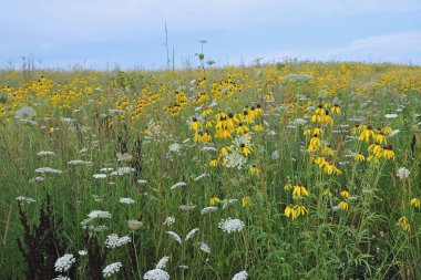 Summer tall grass wildflower prairie with yellow coneflowers and Queen Anne's lace, Michigan, USA clipart
