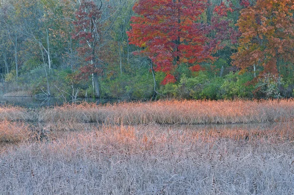 Paisaje Pantano Esmerilado Otoño Bosque Amanecer Fort Custer State Park —  Fotos de Stock