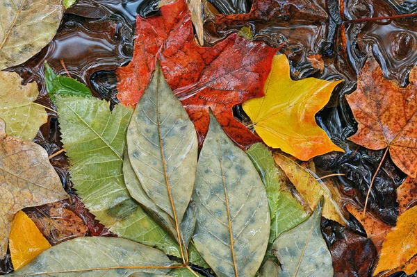 Close Autumn Leaves Floating Pond Surface — Stock Photo, Image
