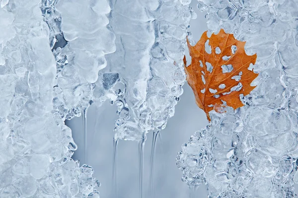 Κοντινό Πλάνο Φύλλου Και Χειμερινού Καταρράκτη Πλαισιωμένο Από Πάγο Comstock — Φωτογραφία Αρχείου