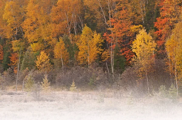 Landscape Frosted Autumn Marsh Woodland Fog Hiawatha National Forest Michigan — 图库照片