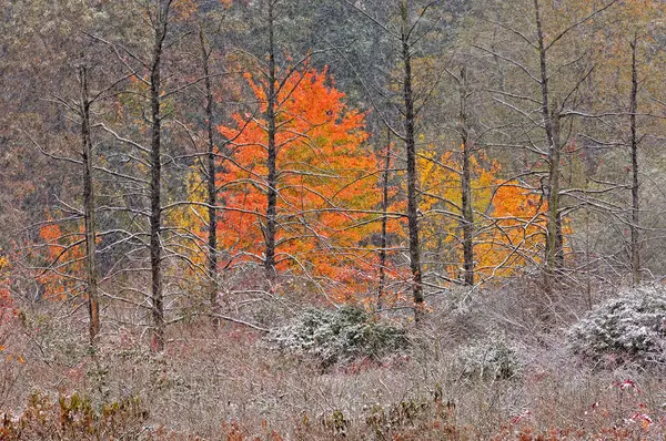 Paisagem Pântano Outono Cheio Neve Michigan Eua — Fotografia de Stock