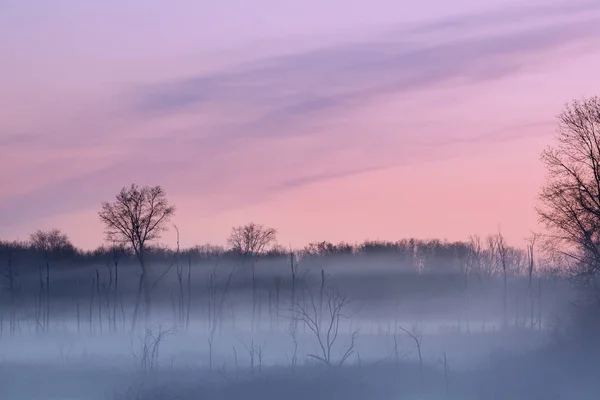 Paisaje Primaveral Pantanos Brumosos Árboles Desnudos Amanecer Fort Custer State —  Fotos de Stock