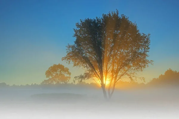 Paisagem Verão Alvorecer Sabo Meadow Neblina Raios Sol Com Árvores — Fotografia de Stock