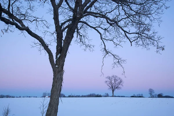 Wiejski Zimowy Krajobraz Gołych Drzew Świcie Michigan Usa — Zdjęcie stockowe