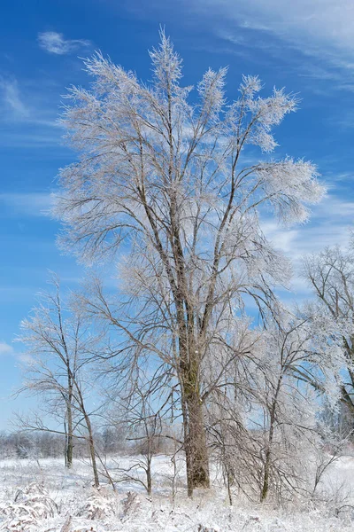 Winter Hoarfrost Trees Sunrise Rural Landscape Michigan Usa — Stock Photo, Image