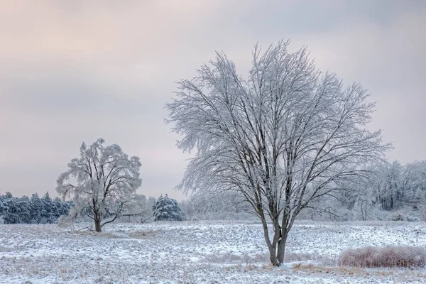 Zimowy Krajobraz Mroźnej Łąki Rezerwat Gruntów Sabo Mroźnym Deszczu Michigan — Zdjęcie stockowe