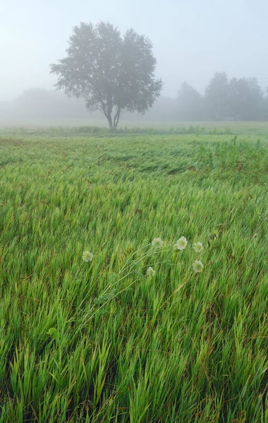 Nebelige Sommerlandschaft Mit Gräsern Königin Annes Spitze Und Isoliertem Baum — Stockfoto