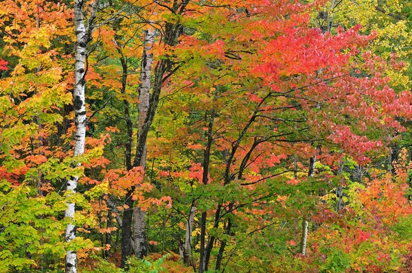 Landscape Autumn Woodland Maples Aspens Ottawa National Forest Michigan Upper Stock Picture