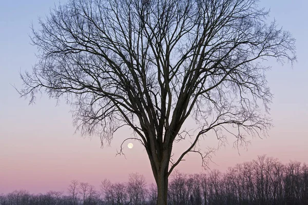 夜明けに裸の木と満月の冬の風景 フォートカスター州立公園 ミシガン州 アメリカ — ストック写真