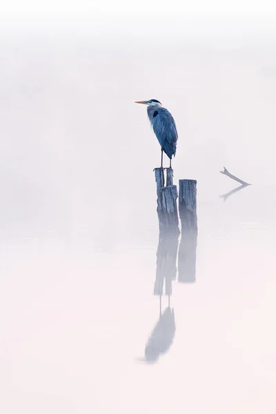 Ομιχλώδες Τοπίο Του Great Blue Heron Σκαρφαλωμένο Στο Κούτσουρο Fort — Φωτογραφία Αρχείου